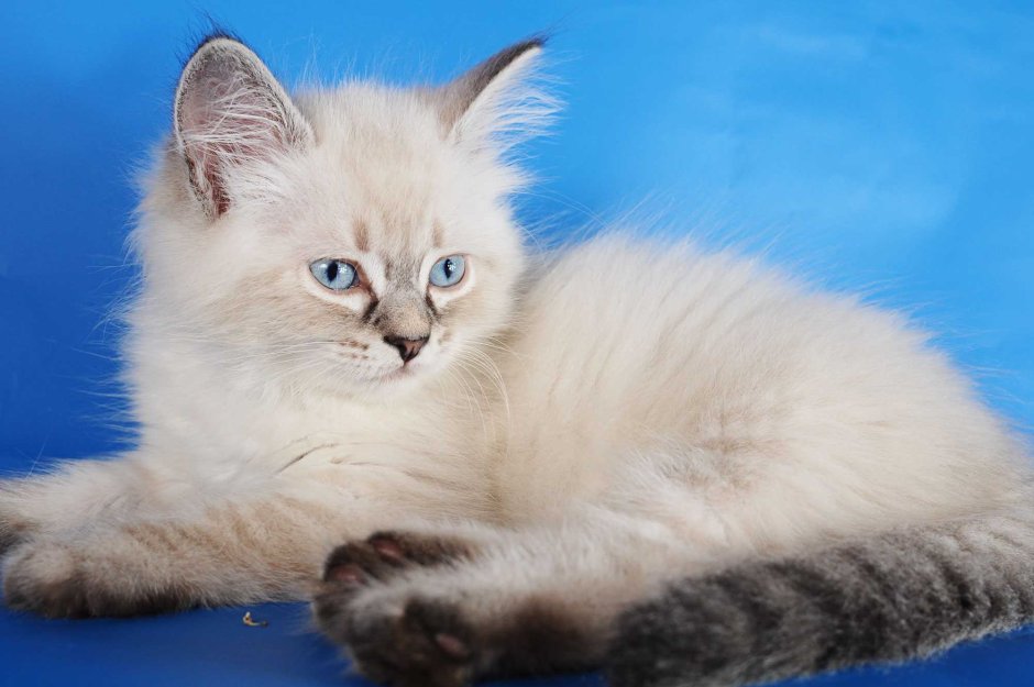 Кошка питерская маскарадная гладкошерстная