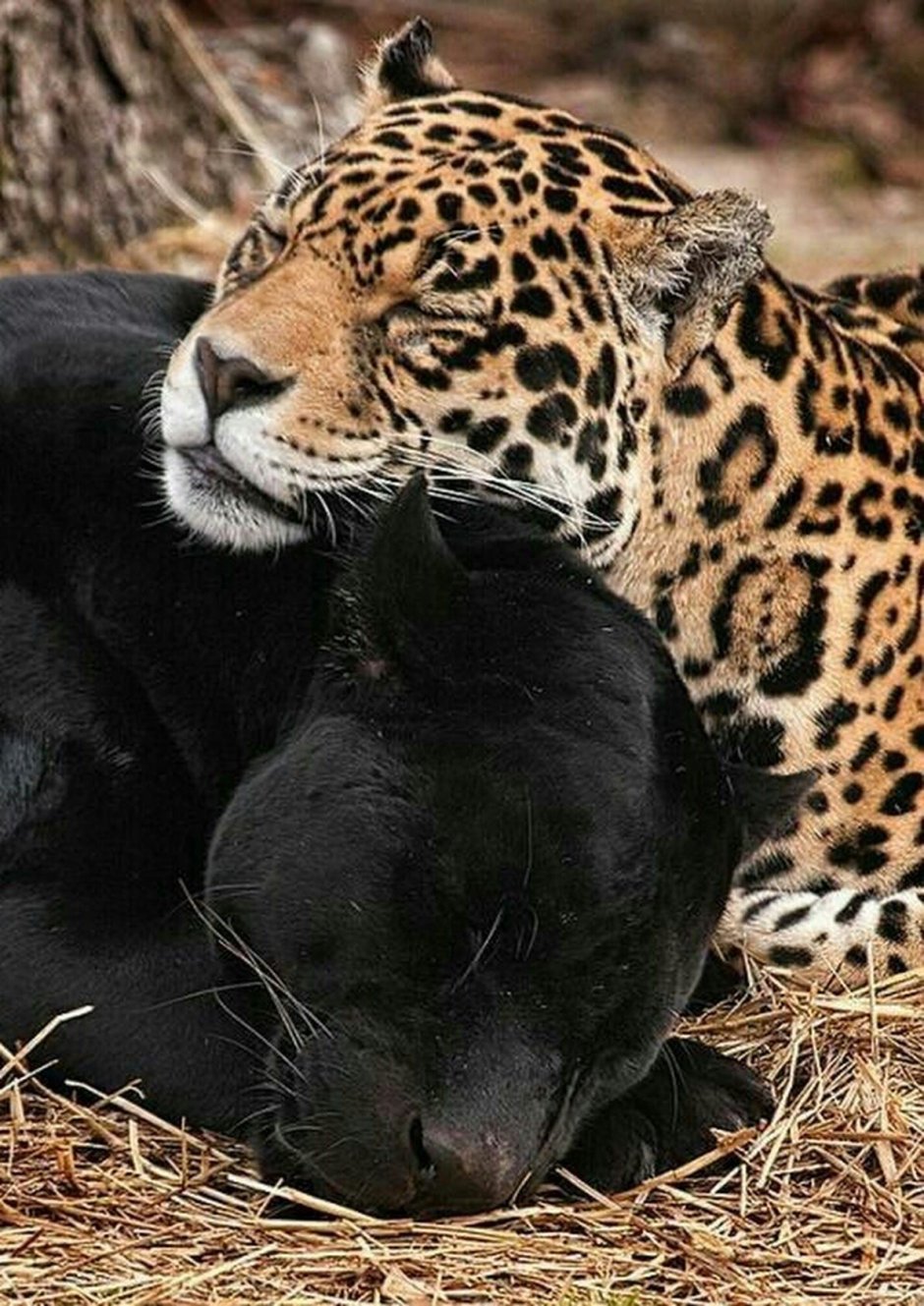 Лев тигр Ягуар пантера