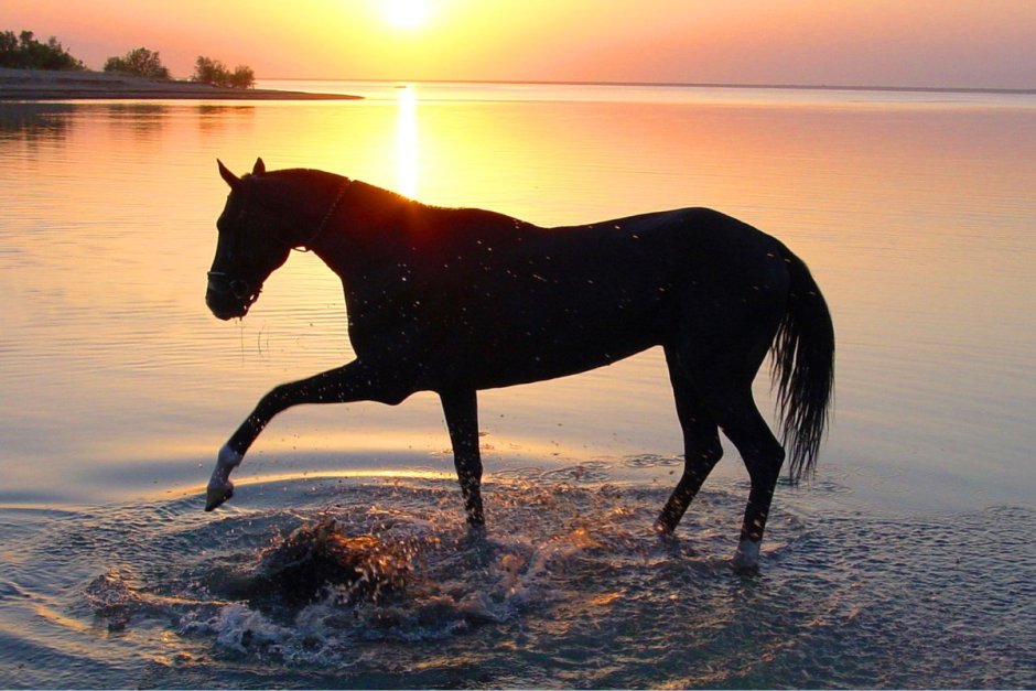 Лошади и море