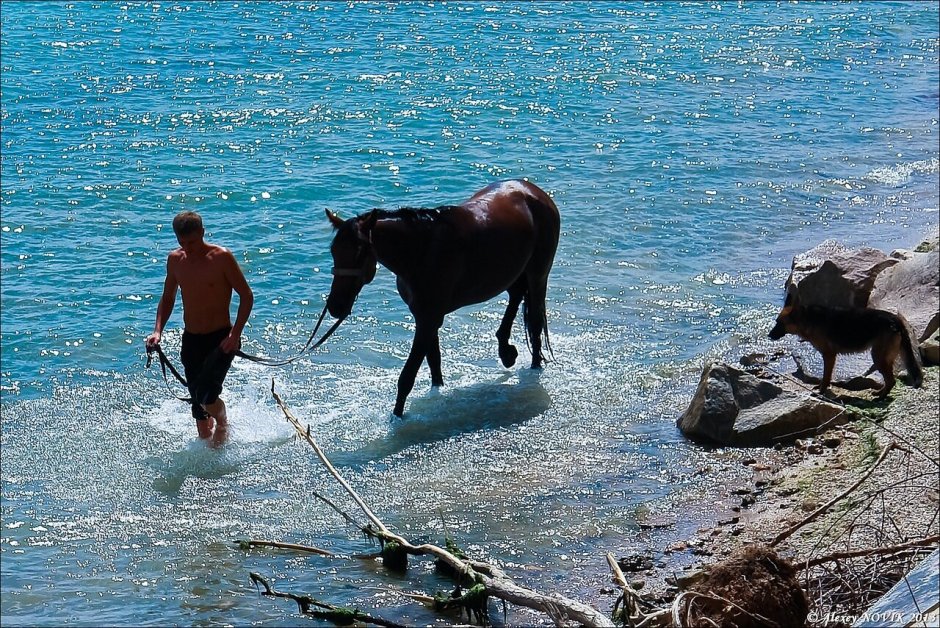 Лошади и море