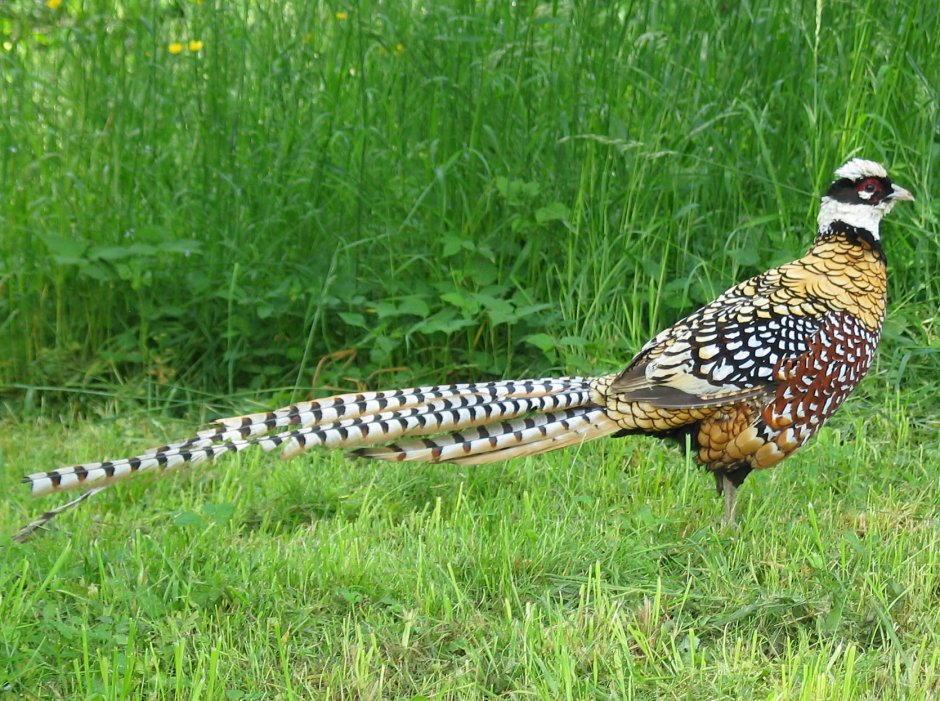 Королевский фазан