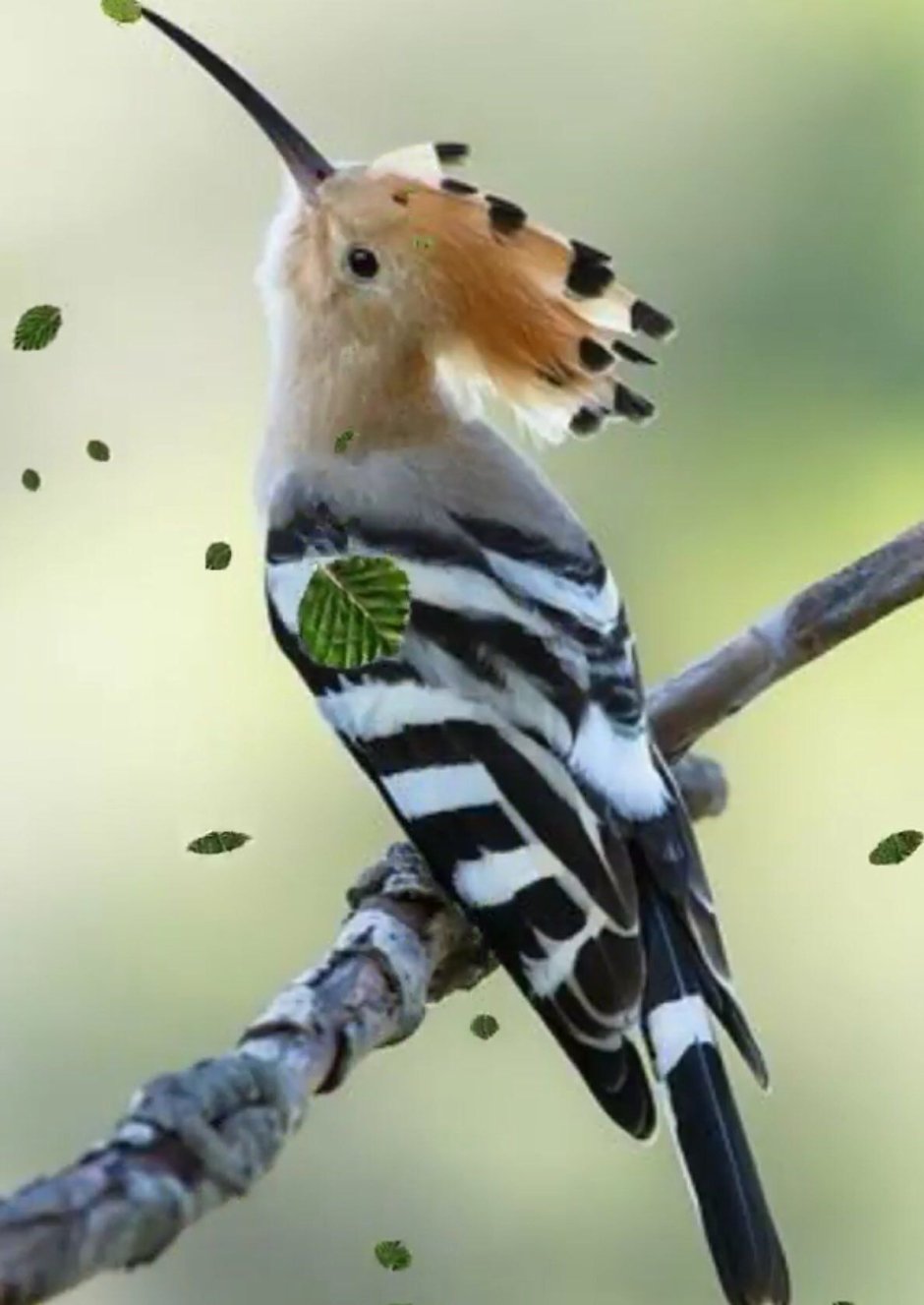 Мадагаскарский Удод