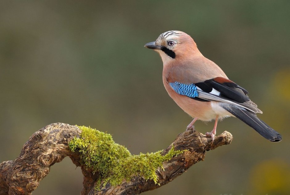 Сойка garrulus glandarius