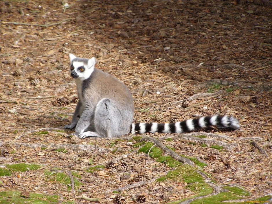 Животное с полосатым хвостом