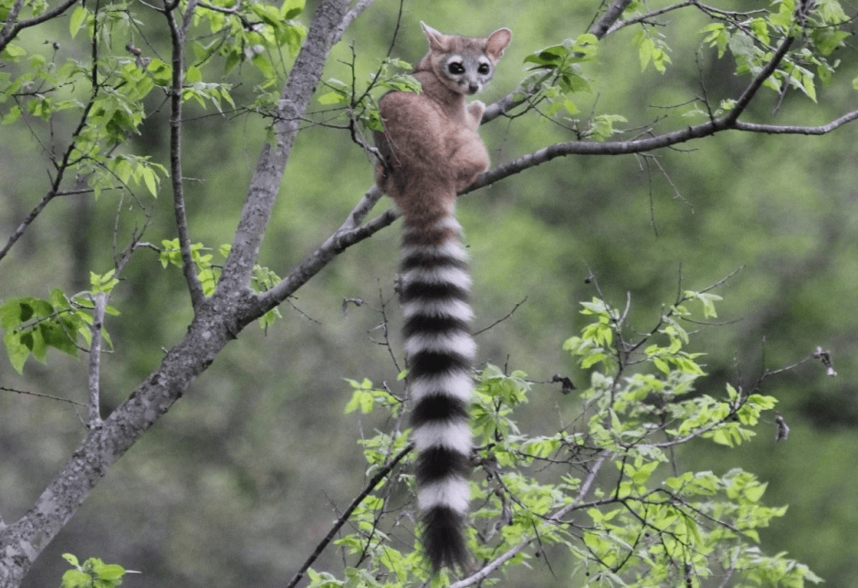 Североамериканский какомицли