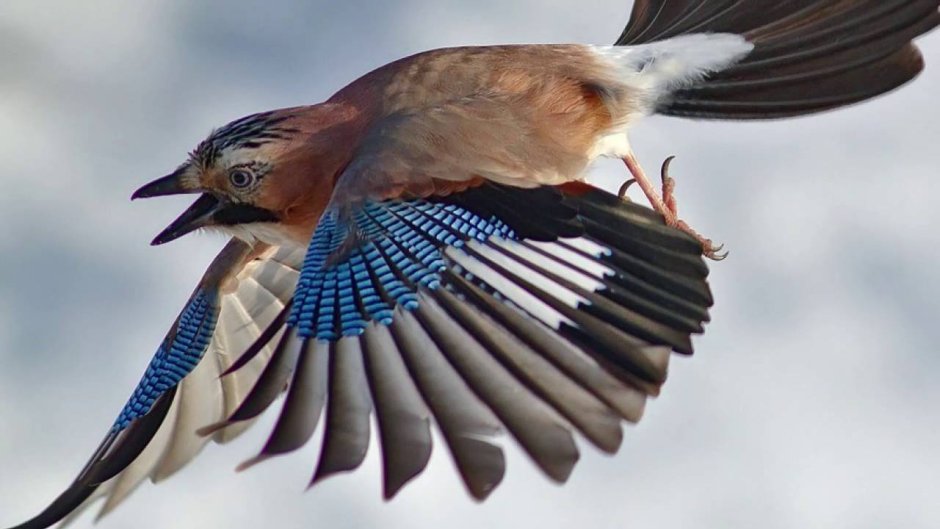 Сойка пересмешник птица