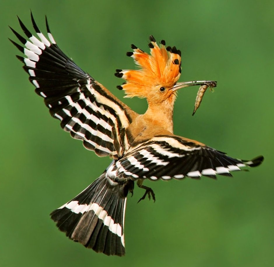 Удод Степной