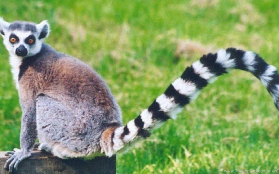 Зверь с длинным полосатым хвостом