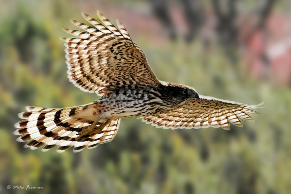 Перо ястреба тетеревятника