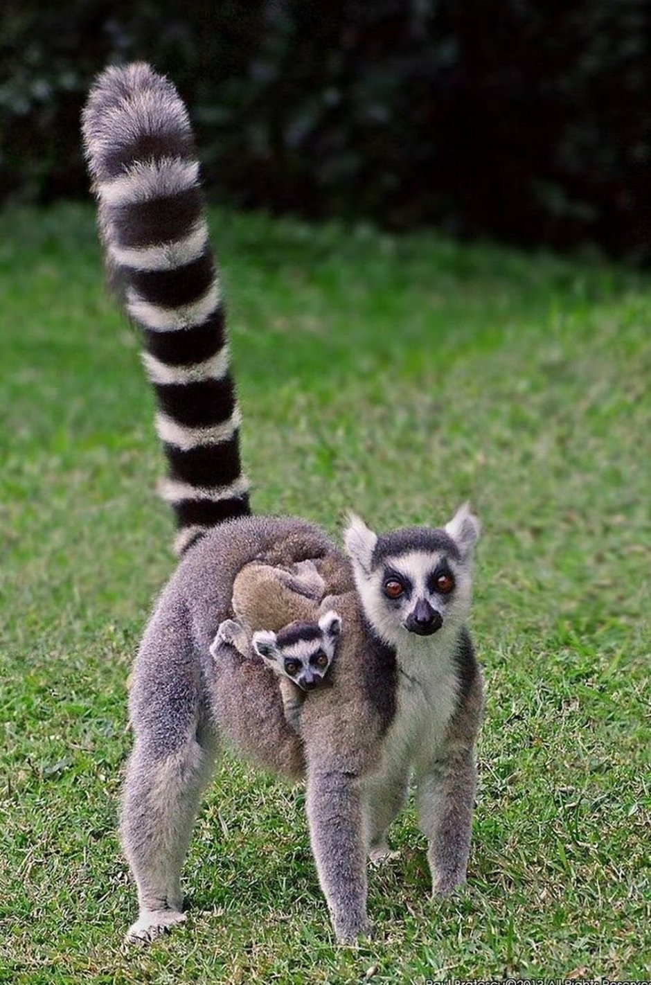 Кошачий лемур