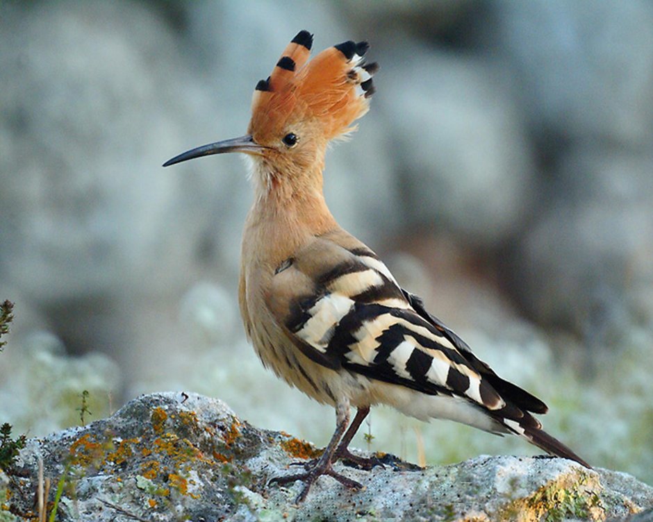 Полосатая птица в Крыму