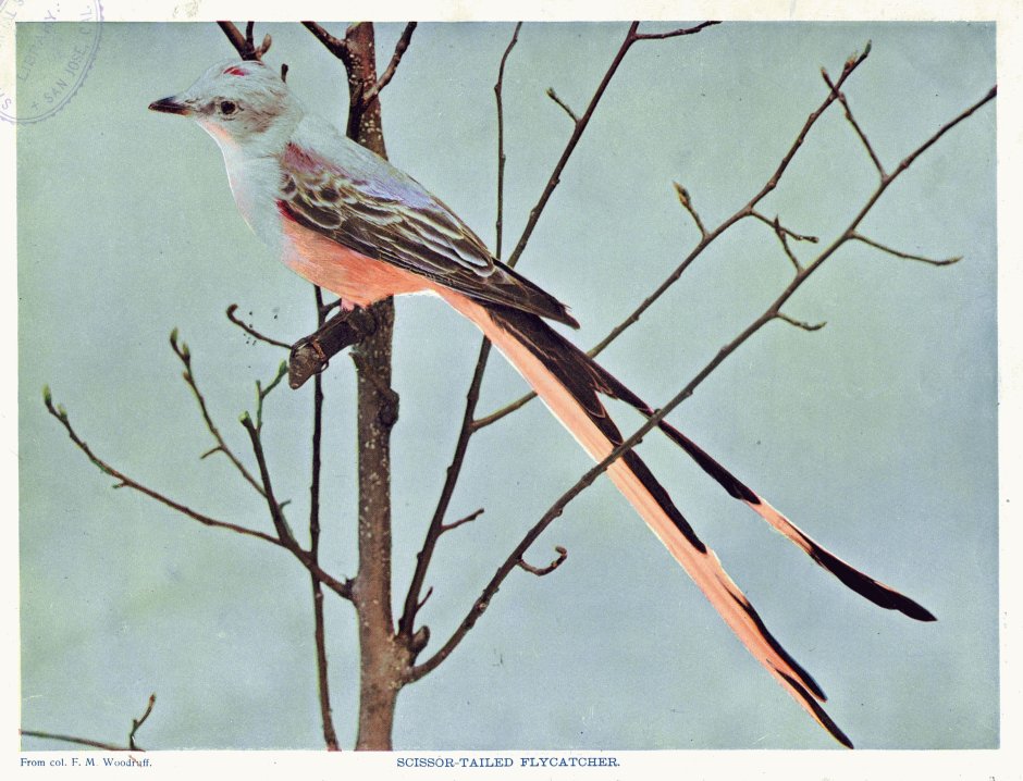 Птица с двойным хвостом