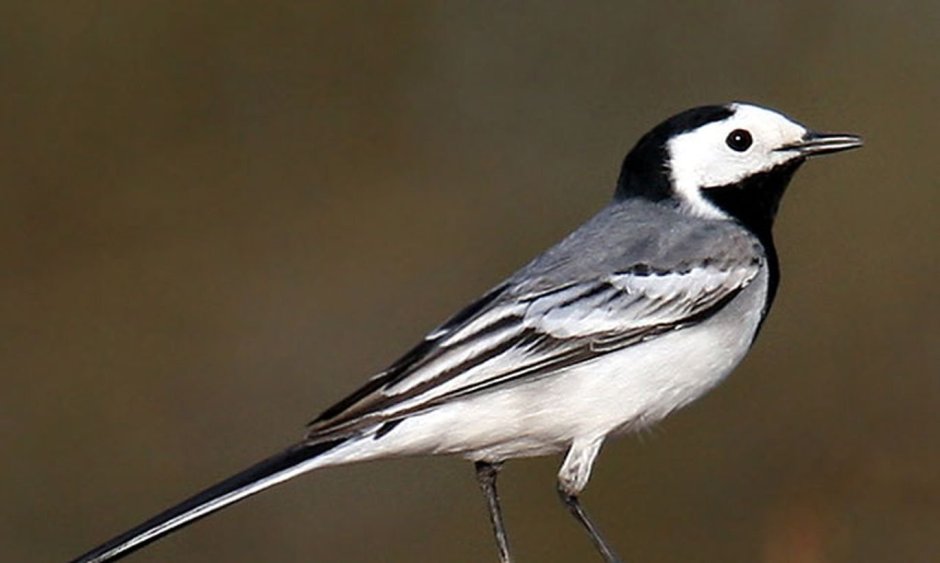 Трясогузка Перелетная птица