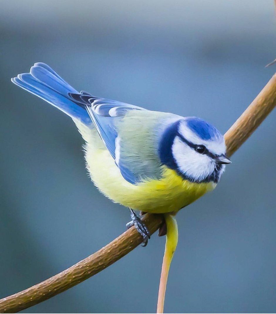 Лазоревка с хохолком