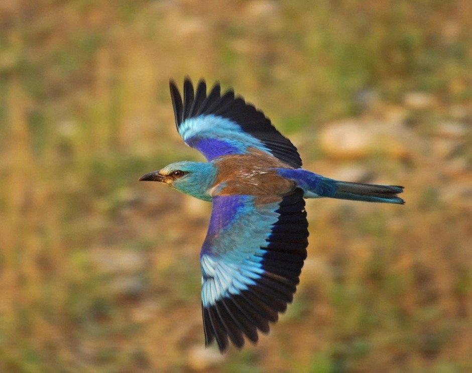 Птица Ракша сизоворонка