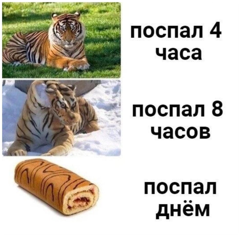 Отдыхающий тигр
