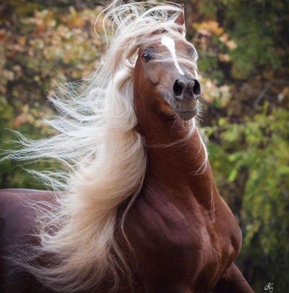 Фотогеничная лошадь