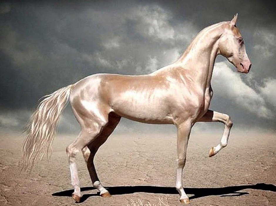 Лошадь животное