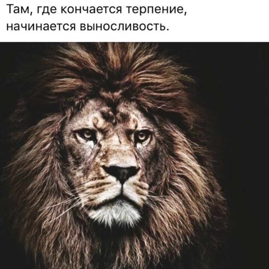 Арт фэнтези зверолюд воин Лев