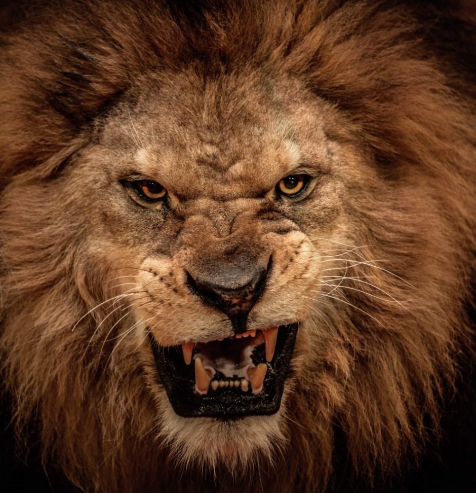 50 Cent animal Ambition