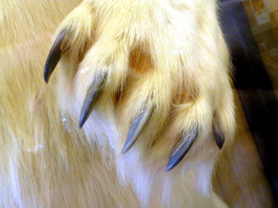 Wolf Claws