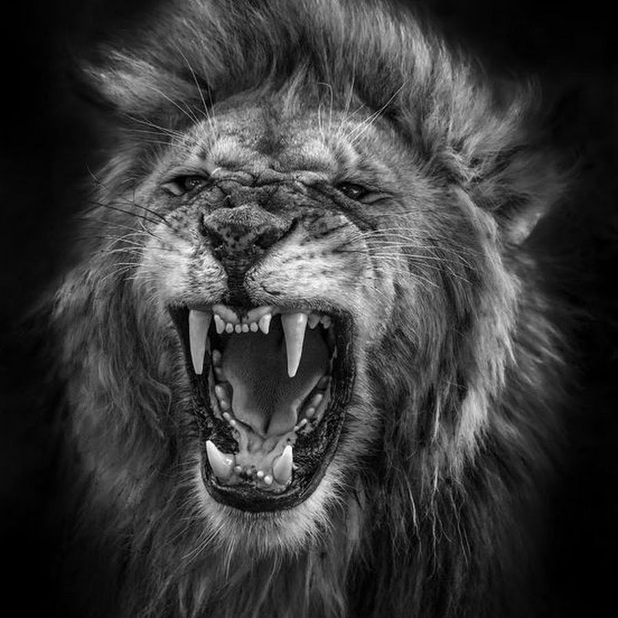 Лев злой взгляд