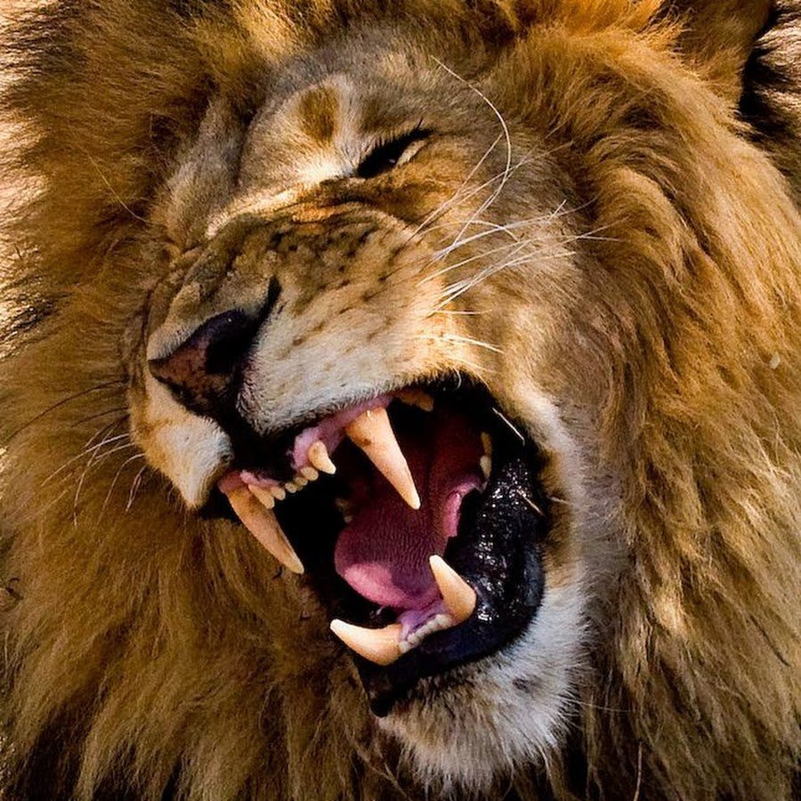 Львиный оскал