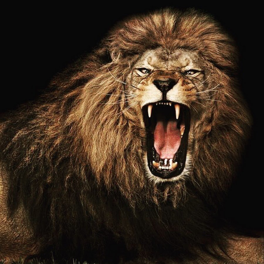 Злые животные