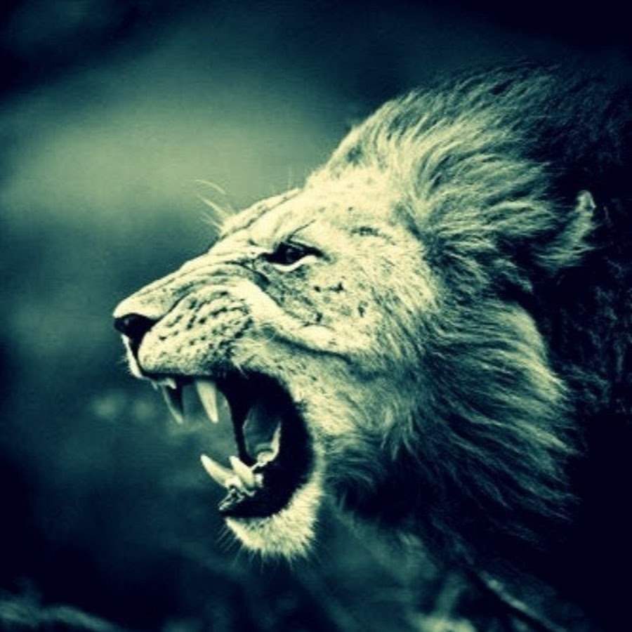 Лев черно белый