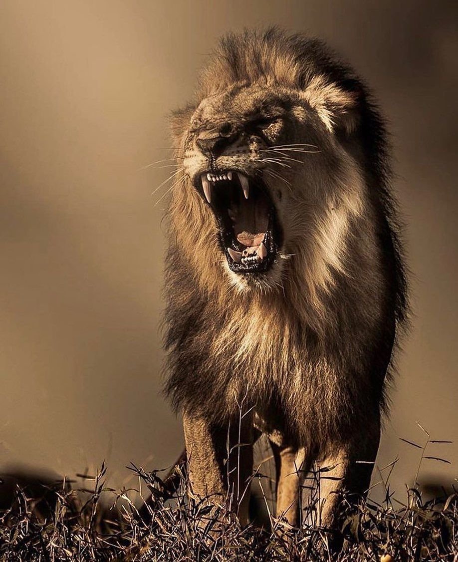 Оскал Льва эскиз