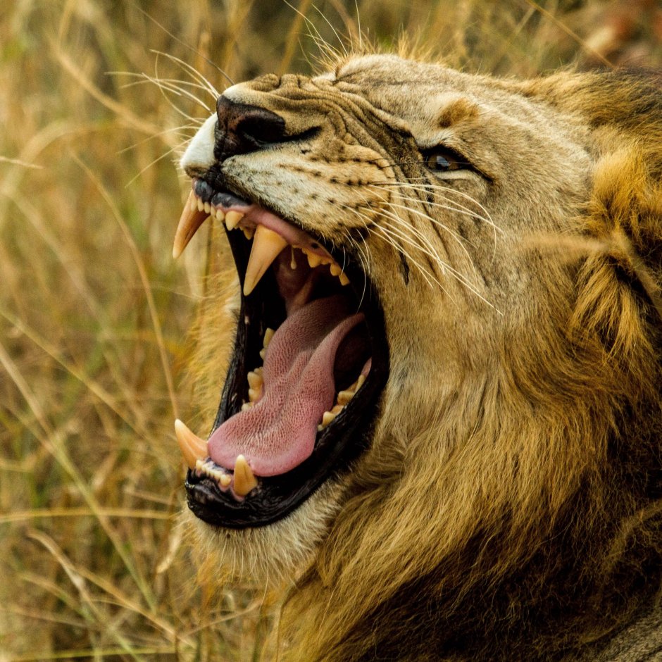 Звериный оскал