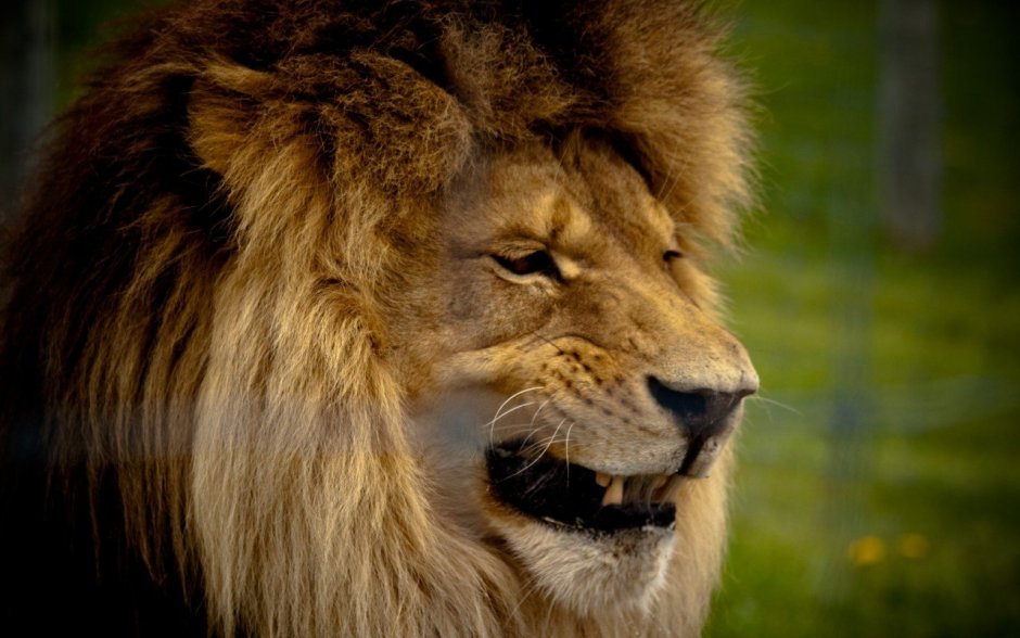 Злой Лев в ярости с когтями