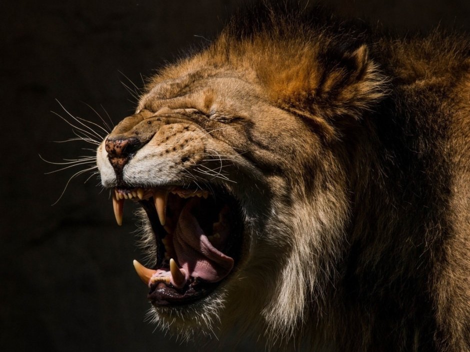 Пасть Льва