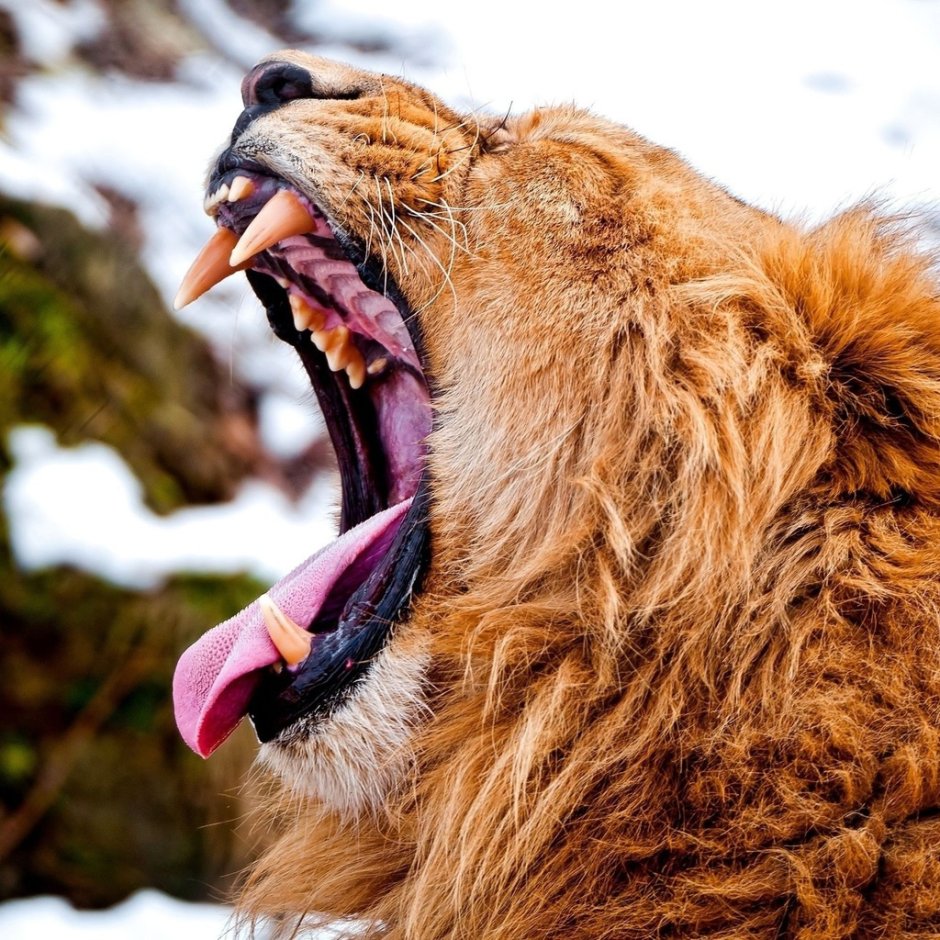 Черный Лев оскал