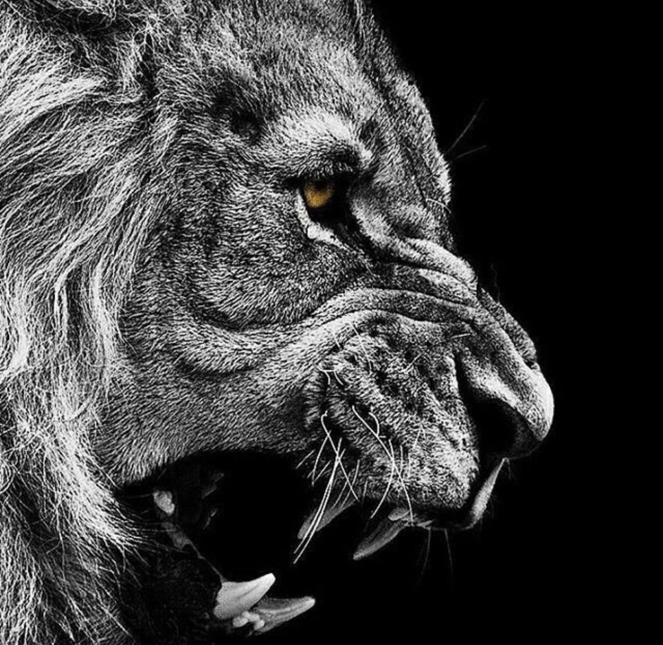 Лев злится