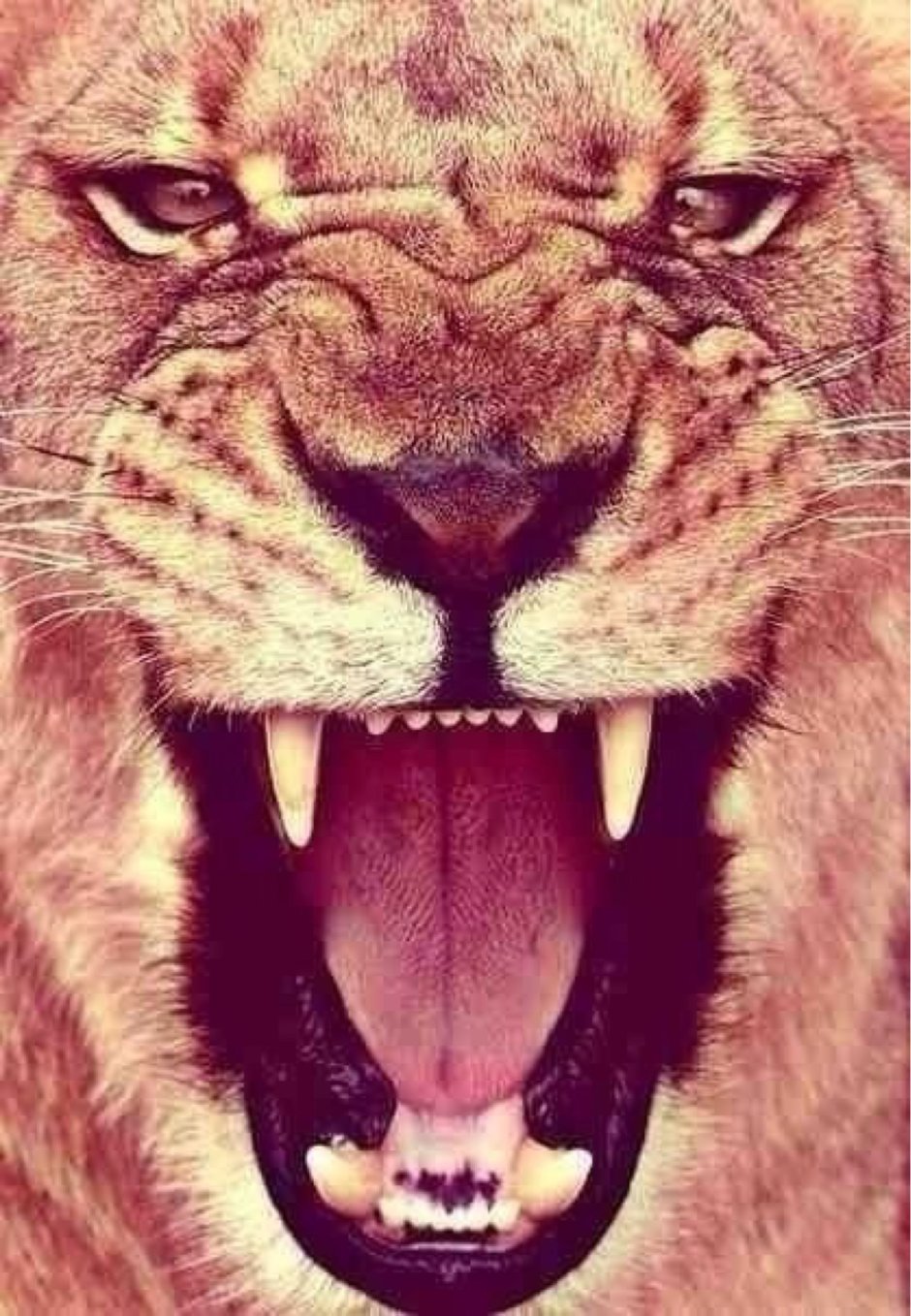 Морда Льва оскал
