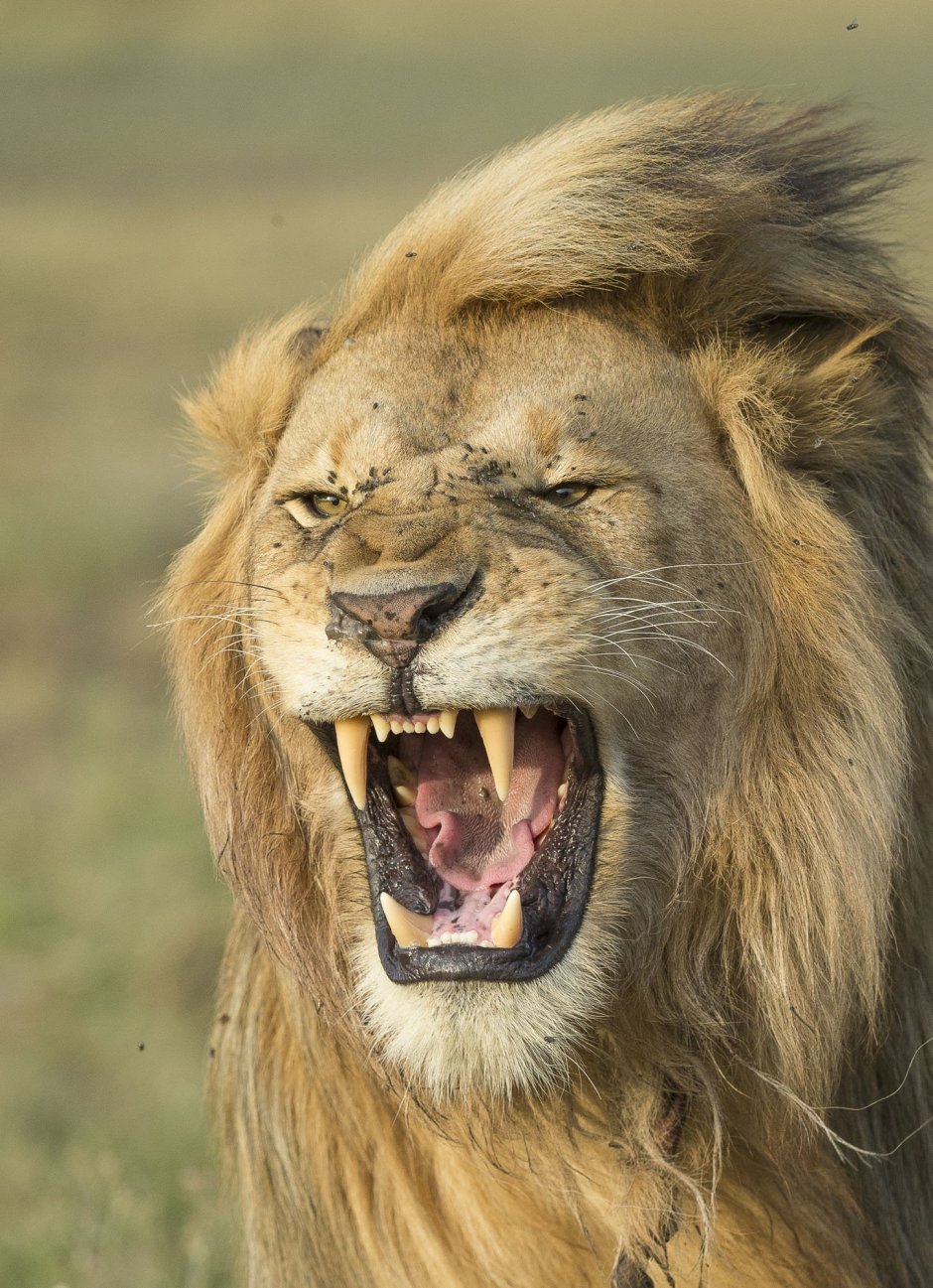Лев рычит