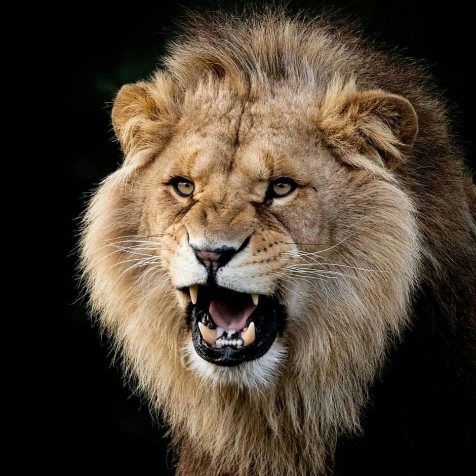 Грозный злой Лев арт