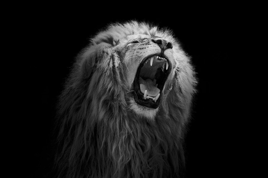 Белый Лев на черном фоне