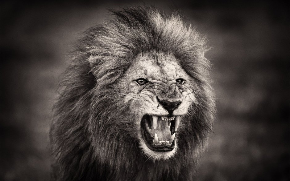 Лев оскал профиль