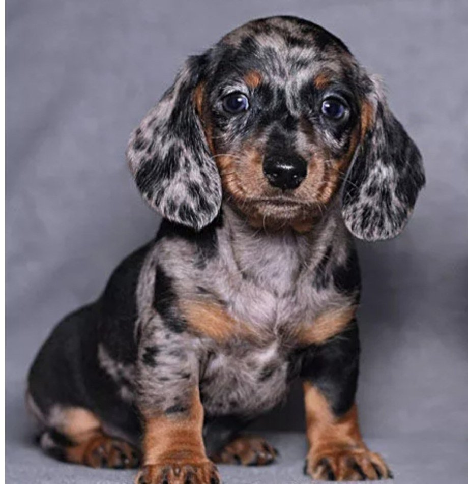 Кроличья такса пятнистая