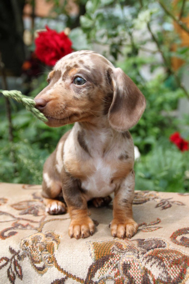 Кроличья такса