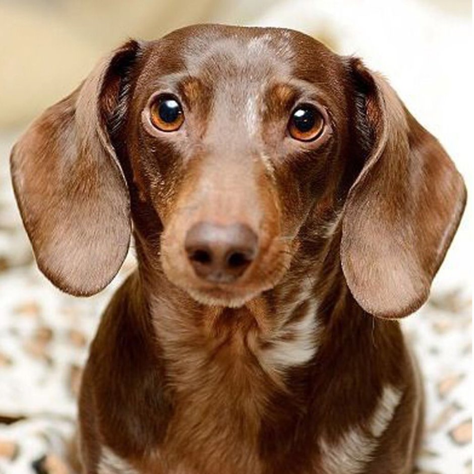 Карликовая такса пятнистая