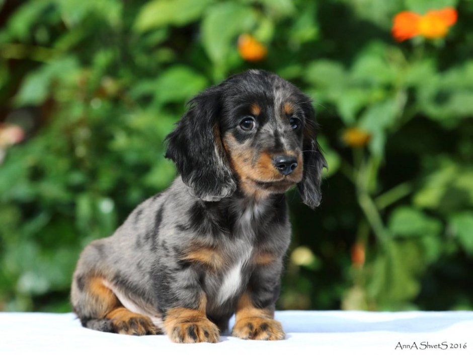 Кроличья такса мраморная