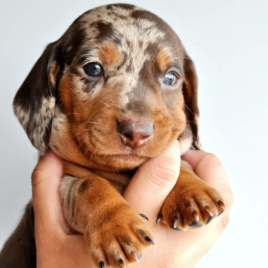 Кроличья такса мраморная