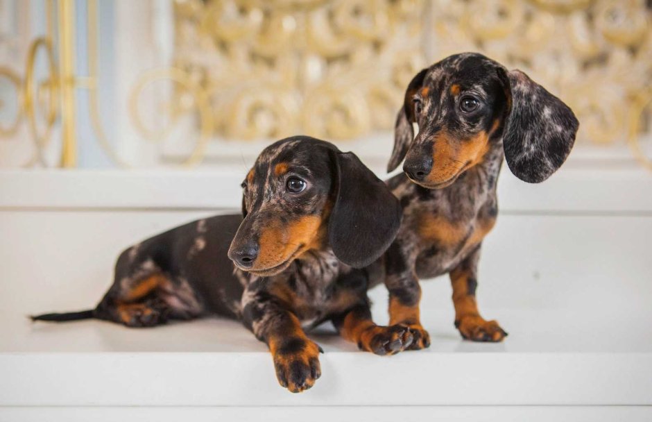 Такса кроличья гладкошерстная