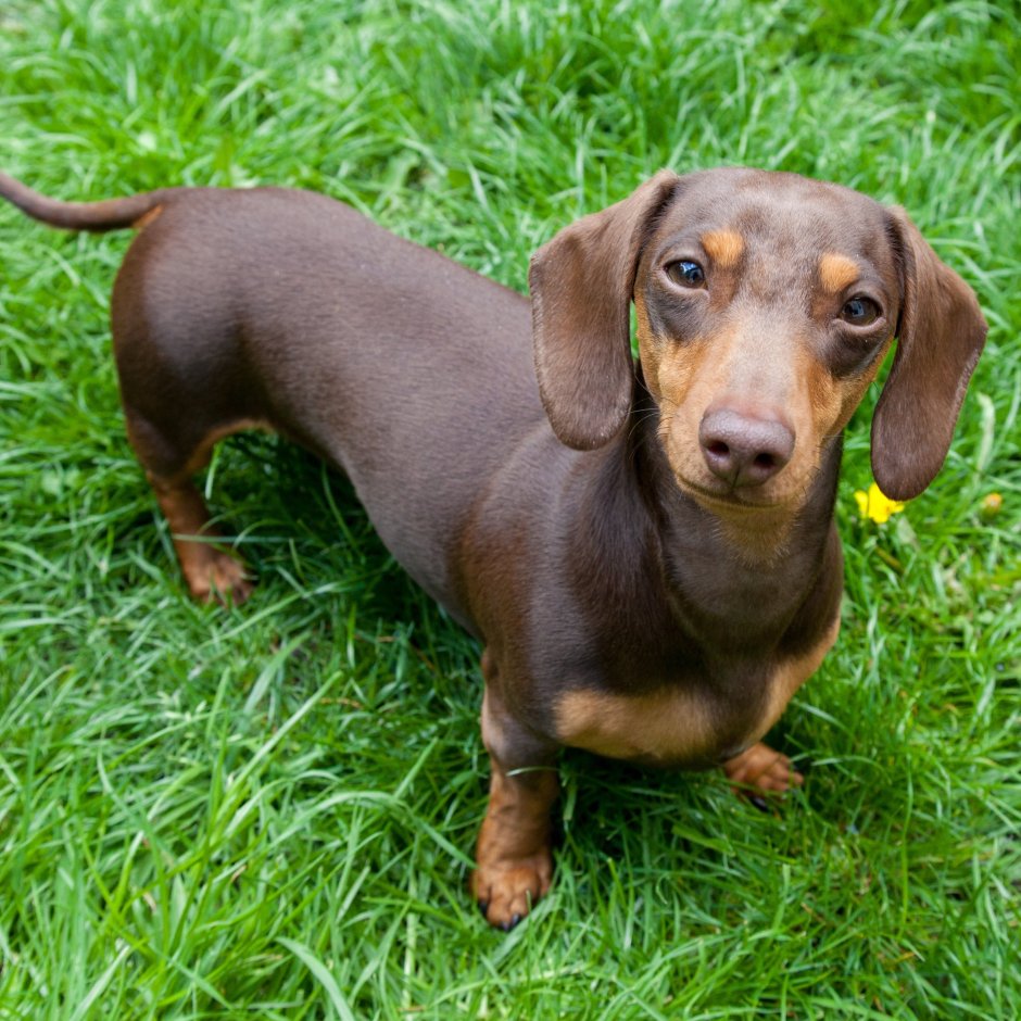 Такса кроличья гладкошерстная