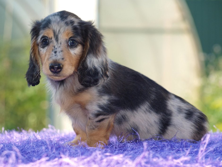 Такса длинношерстная мраморная