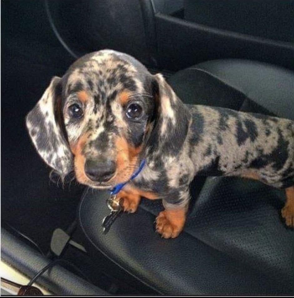 Карликовая такса пятнистая