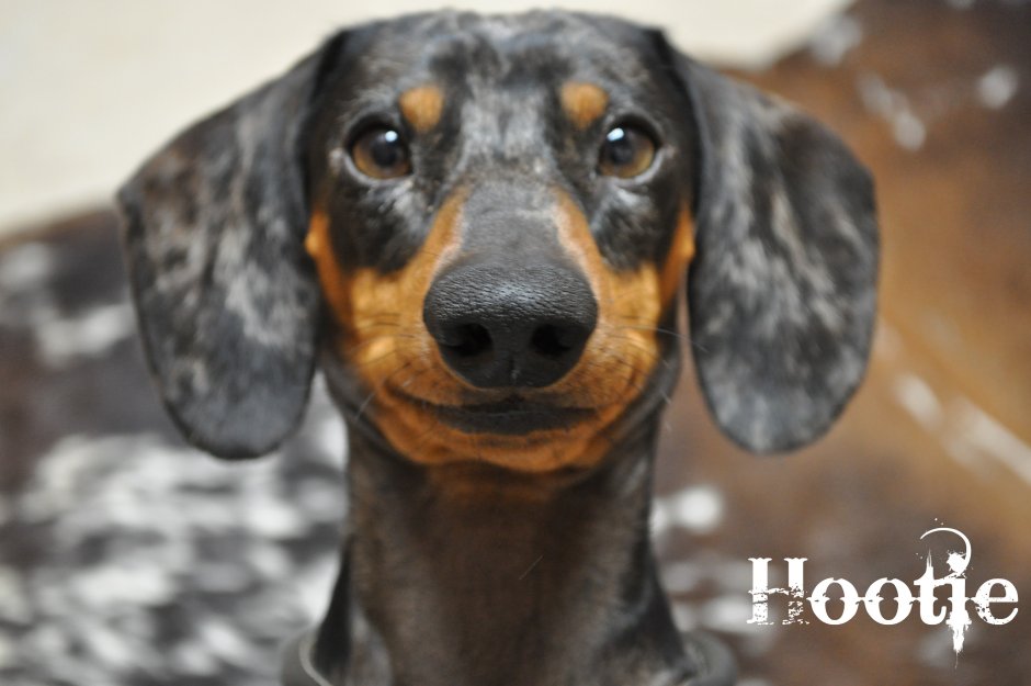 Такса пятнистая с голубыми глазами